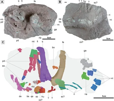 Скам'янілість дулізавра (Фото: Fossil Record)