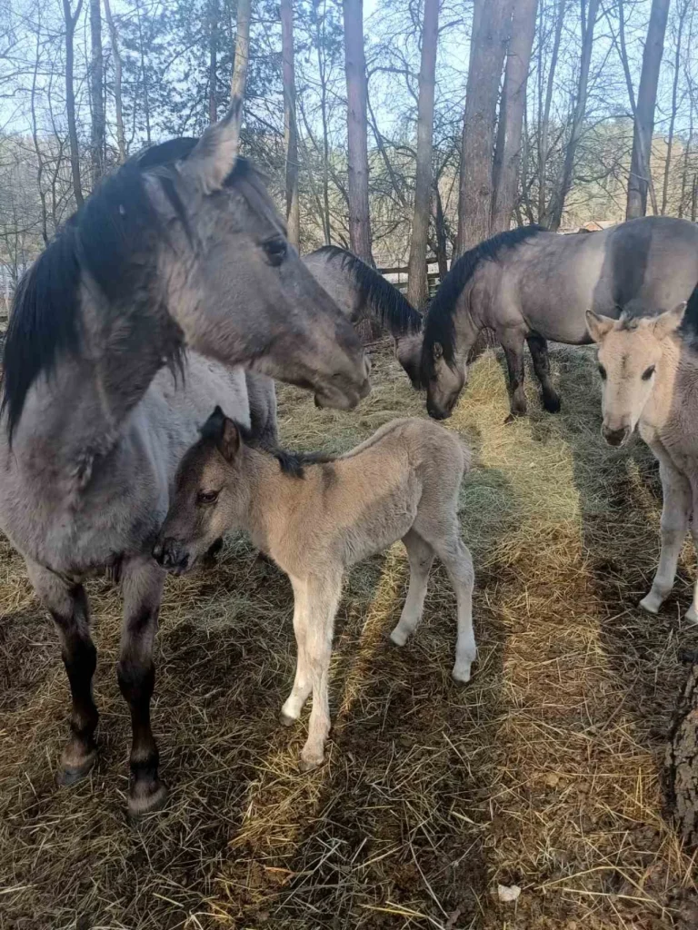 Яворівський національний природний парк