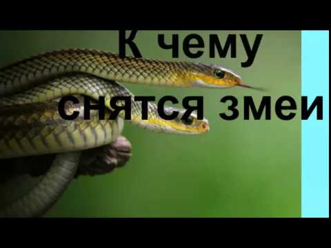 К Чему Снится Змея: Значение, Символика и Толкования Сна