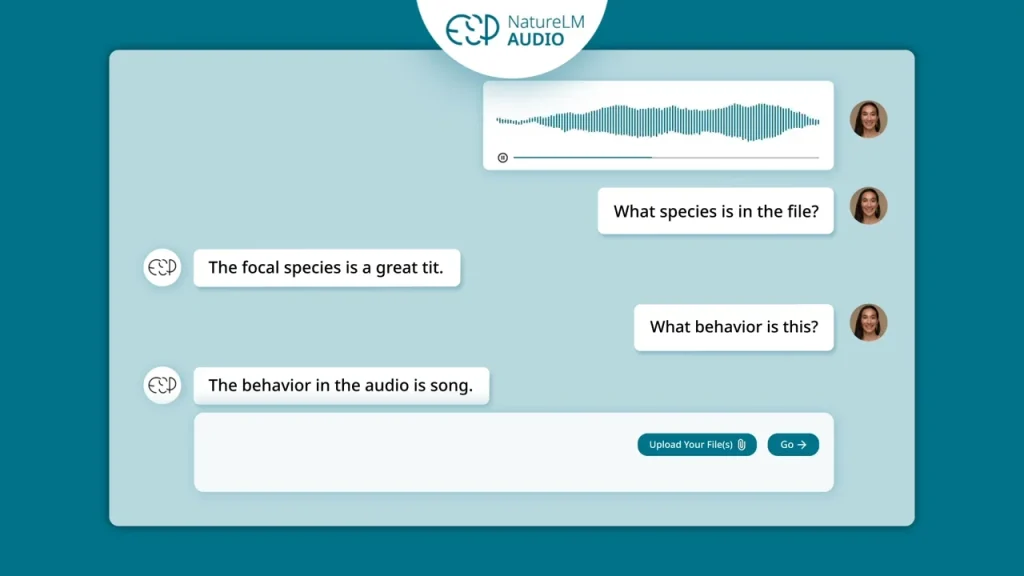 Демонстрація NatureLM-audio. Алгоритм розпізнав спів синиці великої (Фото: ESP/скриншот NV)