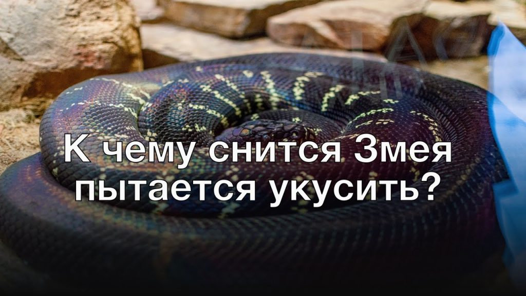 К Чему Снится Змея: Значение, Символика и Толкования Сна