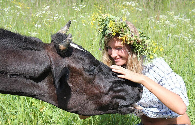 До Чого Сниться Корова Жінці: Значення та Тлумачення Сну