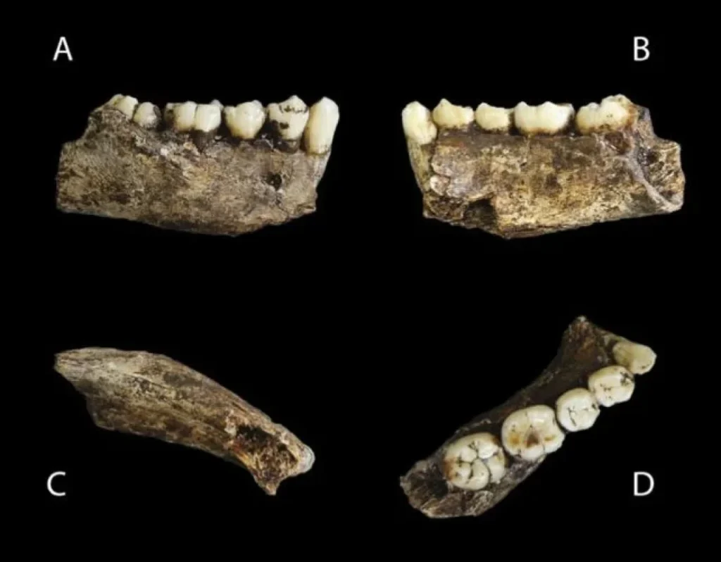 Щелепа Homo naledi (Фото: Wikimedia Commons)